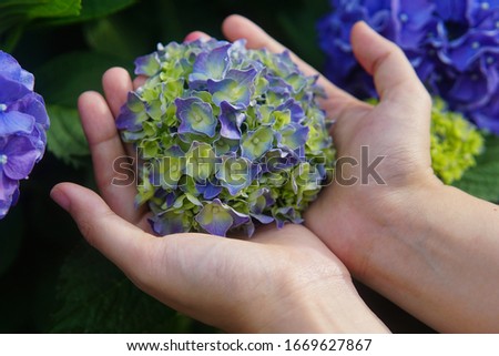 take a picture of blooming hydrangea