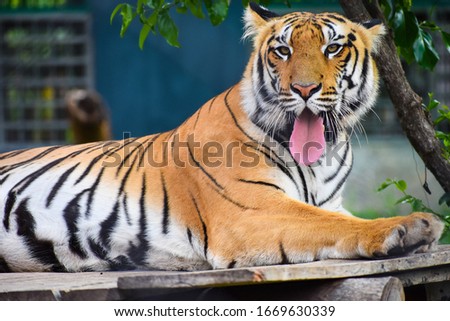 A majestic Royal Bengal tiger 