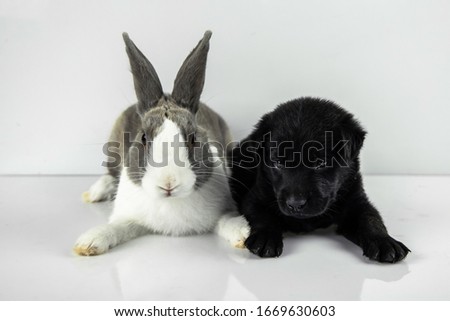 rabbit and dog sit on white table background. Easter day