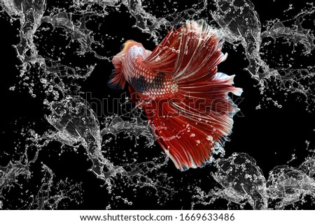 Beautiful colors"Halfmoon Betta" capture the moving moment in the water beautiful of siam betta fish in thailand on black background