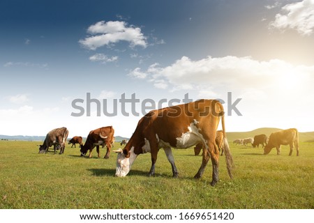 Cows of all colors grazing on the grassland under the blue sky and white clouds Royalty-Free Stock Photo #1669651420