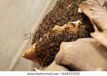 Bee Honeycomb Images, Stock Photos