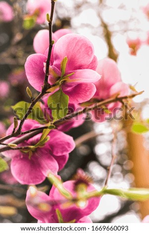 Pink Magnolia tree flower blossom  blooming with blurred bokeh with sky in spring