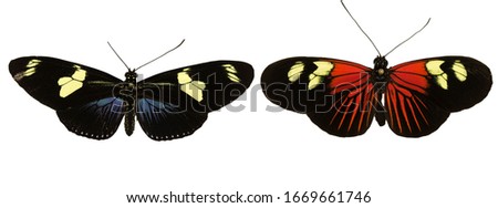 mix set of beautiful butterflies on a white background