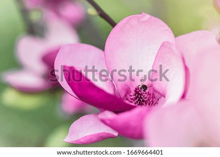 Pink magnolia blooming blossom close up with flying bee pollinating the nectar close up macro