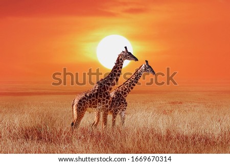 Giraffe in the African savanna against the backdrop of beautiful sunset. Serengeti National Park. Tanzania. Africa. Royalty-Free Stock Photo #1669670314