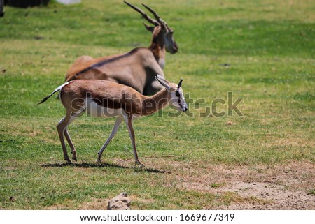 Photo of Thomson's Deer in a zoo