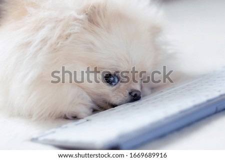 Dog at the computer. Cute dog lying on the computer keyboard.