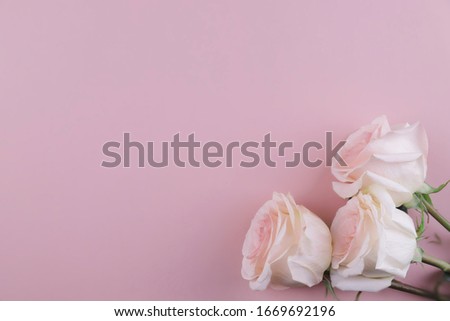 three pink rose in the corners on a pink background
