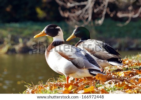 Ducks/Ducktale/Sondershausen in Germany                       