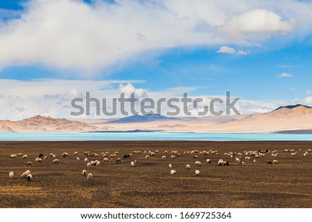 Explore the Qinghai-Tibet Plateau in China at an altitude of more than 5,000 meters, photograph the natural environment and wildlife of the plateau.picture of yaks and sheep.