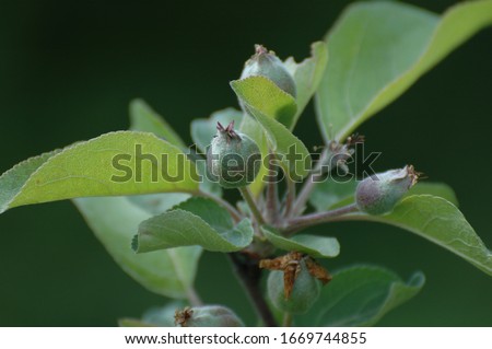 Young fruit apples after blossom in garden. Young apple buds primordium. Young apple at fruitlet stage. Fruit set and green leaves with dark background Royalty-Free Stock Photo #1669744855