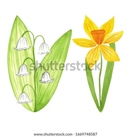 Narcissus and lily of the valley, floral hand painted watercolor illustration, colorful flowers