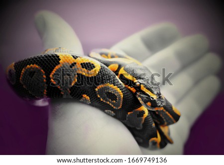 Color snake on the hand