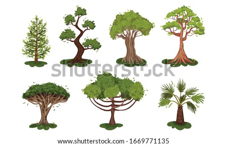 Green Deciduous Trees with Exuberant Tree Crown Vector Set