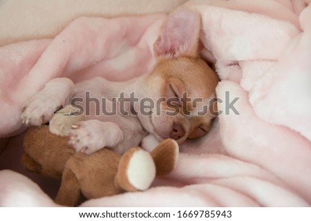 Mini chihuahua puppy sleeping in his bed. Puppy age two months. Royalty-Free Stock Photo #1669785943