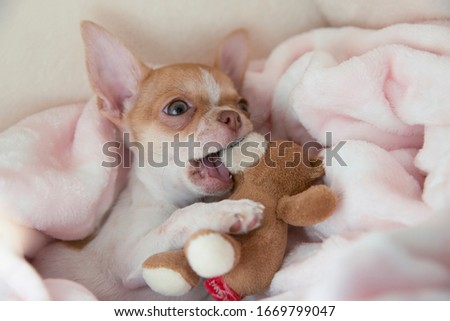 A mini chihuahua puppy is playing with a teddy bear in his bed. Puppy is two months old. Dog hugs and bites a teddy bear. Royalty-Free Stock Photo #1669799047