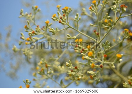 this pic show bouquet of weed flower with blue sky background