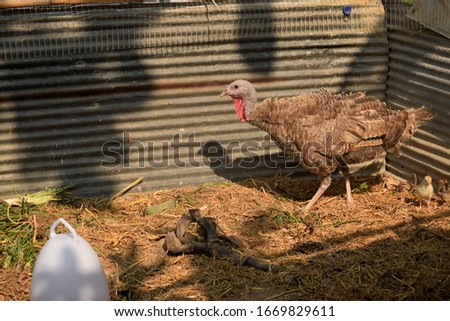 this pic show a wild turkey bird in farm