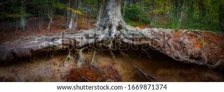 Panoramic picture of big beech tree roots