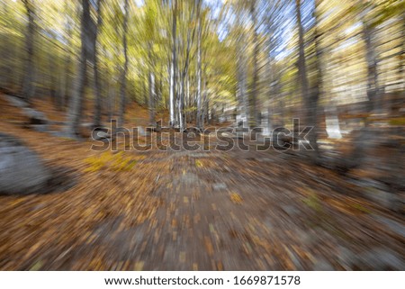 Dynamic picture in a autumn forest, using lens zoom
