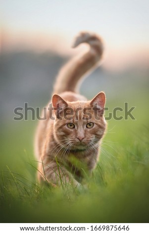 Serious ginger tabby cat walking through the grass on the sunset backdrop