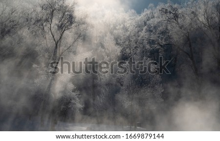 Dark forest in thick fog