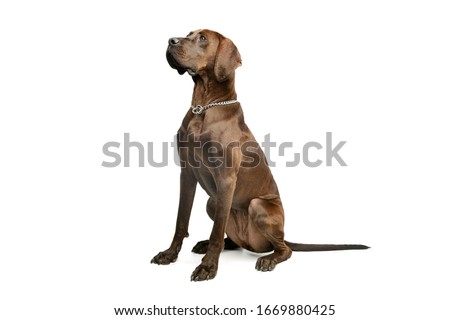 Studio shot of an adorable great dane sitting and looking up intently Royalty-Free Stock Photo #1669880425