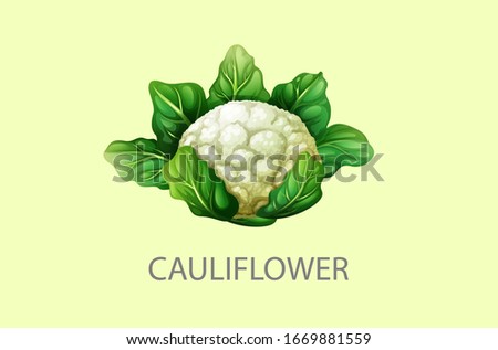 Cauliflower, half cauliflower vector, Fresh white cauliflower with green leaves, Cauliflower isolated on white background, Collection, Group of cauliflowers with green leaves Royalty-Free Stock Photo #1669881559