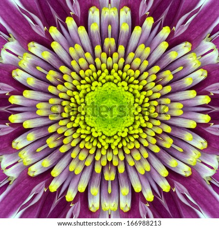 Purple Concentric Flower Center Macro Close-up. Mandala Kaleidoscopic design Royalty-Free Stock Photo #166988213