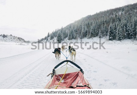 Dog sledding at Steamboat Springs, Colorado with Grizzle-T Dog & Sled Works Royalty-Free Stock Photo #1669894003