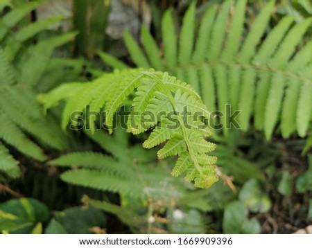 The nature of the close up leaf background