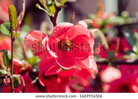 Close-up beautiful red flower background