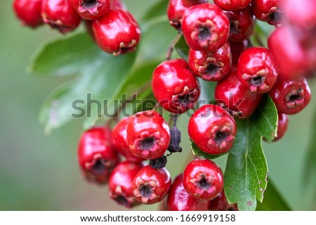 Red fruit of the hawthorn (Crataegus), close-up. Crataegus, commonly called hawthorn, quickthorn, thornapple, May-tree, whitethorn,
hawberry. Royalty-Free Stock Photo #1669919158