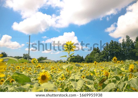 Sun Flower on Sunny day