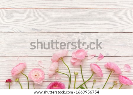 Pink ranunculus flowers on white wooden background. Holiday, greetings, love, romantic concept. Flat lay, top view, copy space