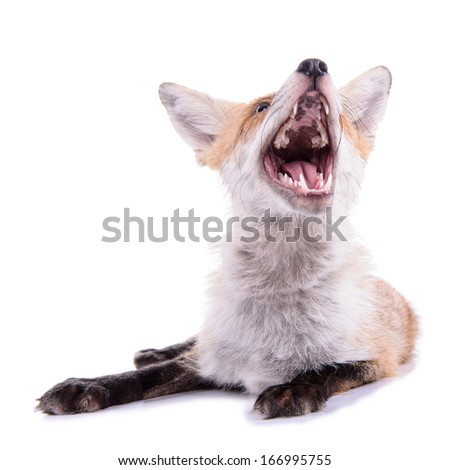 red fox. animal isolated on white background