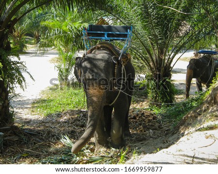 Elephant riding through the jungle in northern Thailand