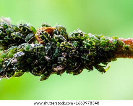 Colony of Aphids on Twig. Greenfly or Green Aphid Garden Parasite Insect Pest Macro on Green Background