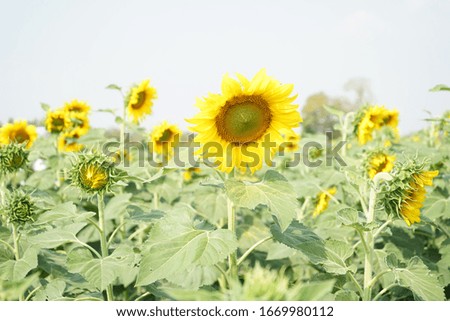 Sunflower field. Shinning sunflower background. Sunflower landscape.