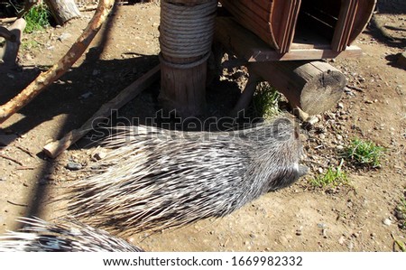 Porcupine lies on the ground in a zoo. Photo taken on: August 22 Saturday, 2015