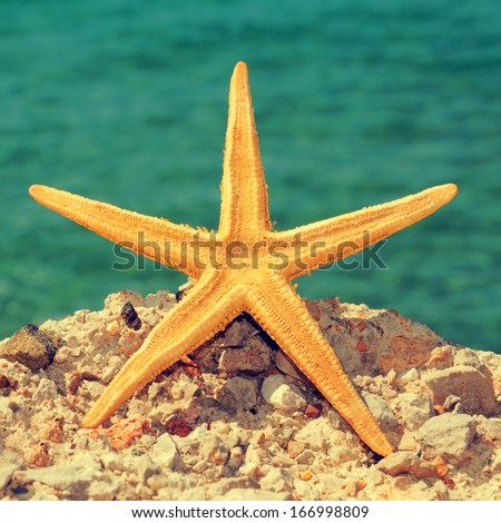 picture of a starfish on a rock of a beach, with a retro effect