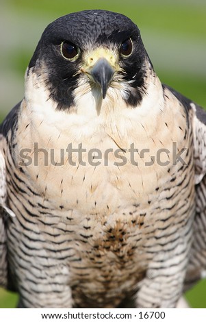 Bird of prey pictured from the front to show a facial portrait shot