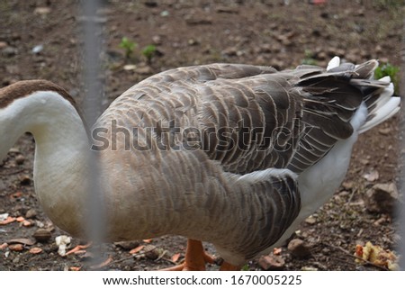 Close up goose at the park scenery
