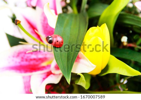 natural beautiful pink lily flower with ladybuga petals, leaves and insect