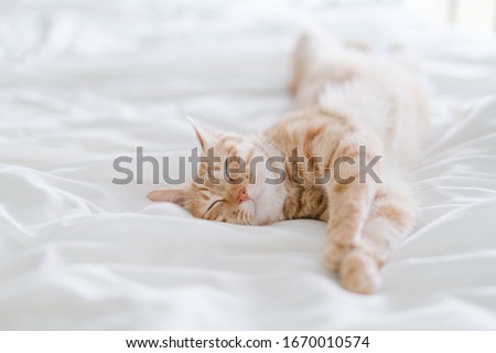 tabby cat lying on bed Royalty-Free Stock Photo #1670010574