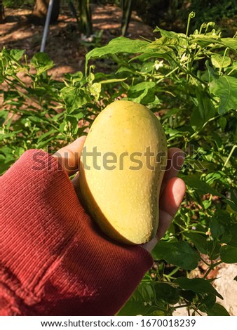 Picture of mango, a yellow Thai fruit that is sour and sweet in the backyard of Thailand.