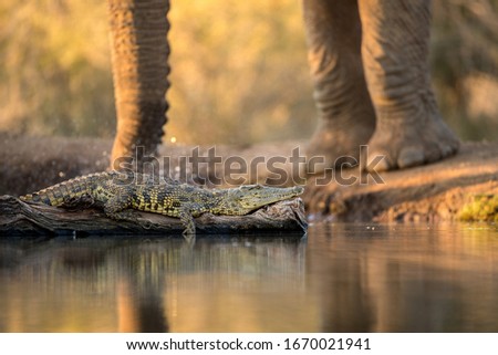 close up photograph at sunset of a crocodile lying on a dead branch in a waterhole, with an elephant drinking in the background, taken in the Madikwe Game Reserve, South Africa.