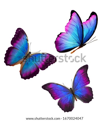 tropical butterflies with blue wings with purple isolated on white background