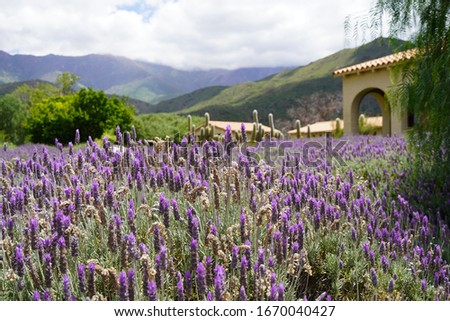 Lavander field with bees in the noon on Salta provence in Argentina, with some desert landscape with cactus Royalty-Free Stock Photo #1670040427
